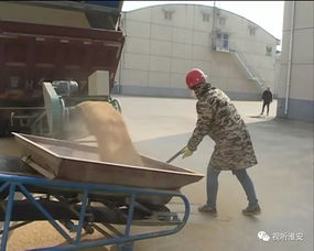 区粮食部门“六个到位” 全力做好秋粮收购工作