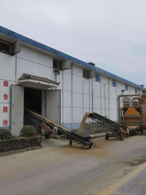 永定区全力推进粮食收购 切实保护种粮农民利益