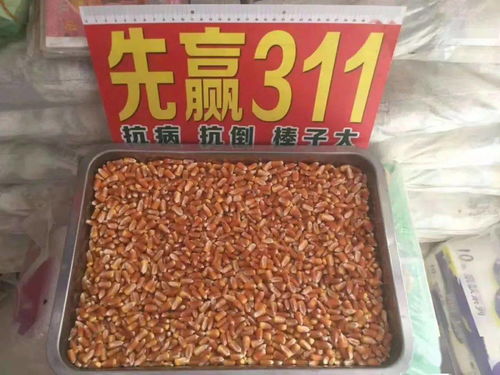 老铁们,你的玉米卖了吗 12月份玉米价格会有变化吗